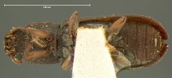 Media type: image;   Entomology 6811 Aspect: habitus ventral view
